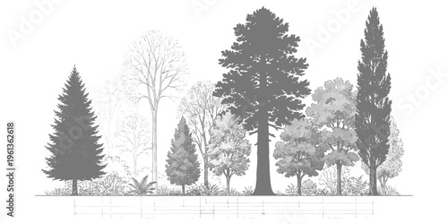 A detailed botanical illustration showing a diverse collection of various trees in a forest line Vector, illustration