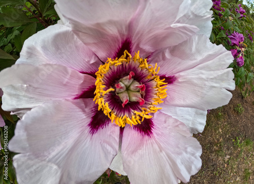 Tree peony (Paeonia suffruticosa) – flowering deciduous shrub, known for its large decorative flowers in a garden, Odessa