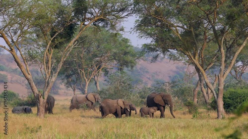 Herd of Elephants in Queen Elizabeth National Park, Uganda