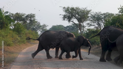 Herd of Elephant crossing road in Queen Elizabeth National Park, Uganda