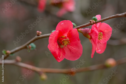 Detail of pretty pink flowers of a Japanese quince Chaenomeles japonica covered in raindrops