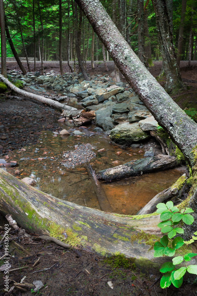 Obraz premium Trees Frame Small Creek in Forest