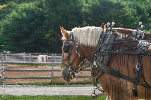 Draft Horses Stand in Harness Near Corrals