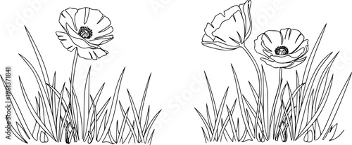 Poppy flowers in continuous line art drawing style. Doodle floral border with two flowers blooming among grass. Minimalist black linear design isolated on white background. Vector illustration