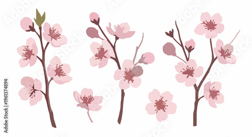 Cherry blossom branch watercolor vector sakura flowers EPS10 isolated on white