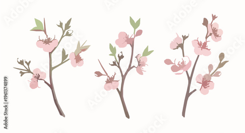 Sakura cherry blossom watercolor vector illustration set EPS10 isolated on white