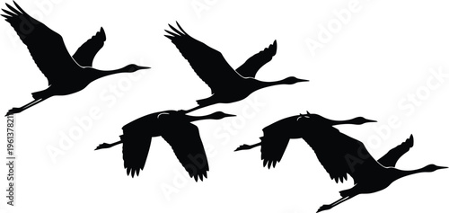 Four birds flying in formation against a white background