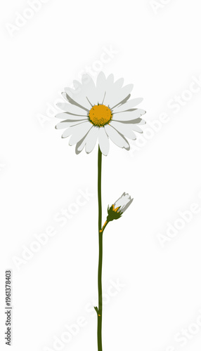 Vibrant White Daisy with a Pure Petal Arrangement and Bud on a Tall Green Stem Isolated on a Pristine White Background Capturing Nature's Delicate Beauty