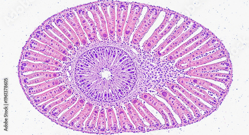 A microscopic view of a plant tissue sample under a laboratory microscope