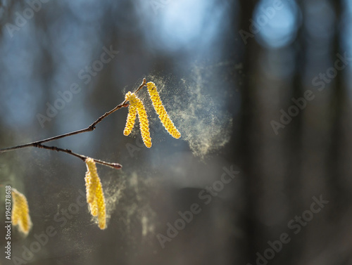 Golden catkins of alder and birch trees spray a cloud of fine pollen against ...