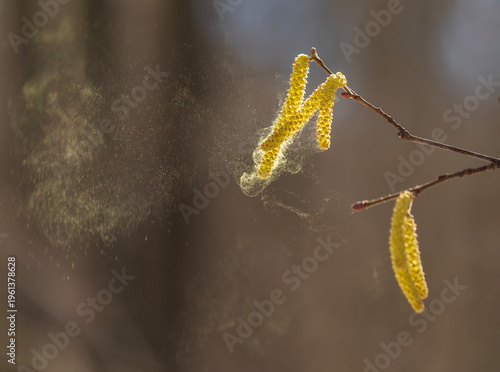 Golden catkins of alder and birch trees spray a cloud of fine pollen against ...