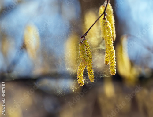 Golden catkins of alder and birch trees spray a cloud of fine allergic pollen...