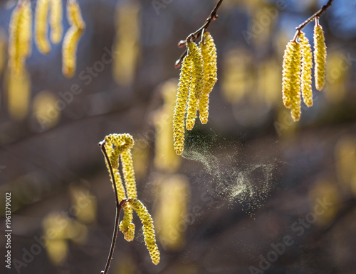 Golden alder and birch catkins spray a cloud of fine pollen in a spring park ...