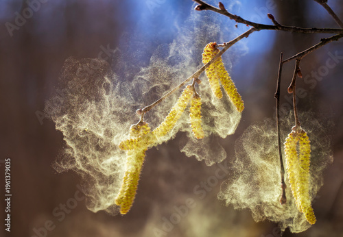 Golden catkins of alder and birch trees spray a cloud of fine pollen against ...