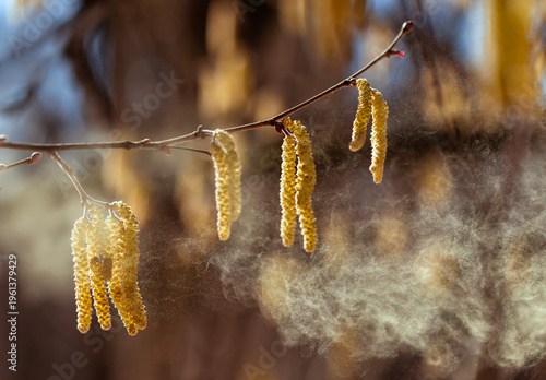 Golden pollen sprays and flies from the buds of alder and birch trees against...
