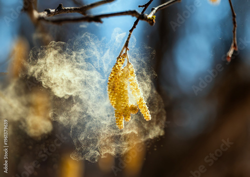 Golden pollen sprays and flies from the buds of alder and birch trees against...