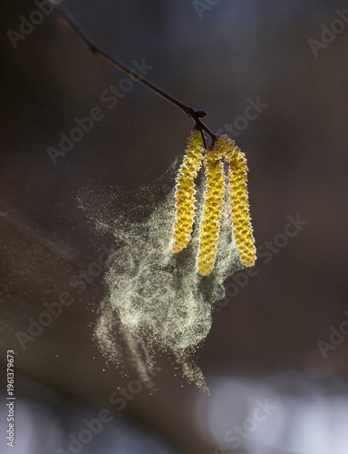 Golden pollen flies from the buds of alder and birch trees against a sunny sk...