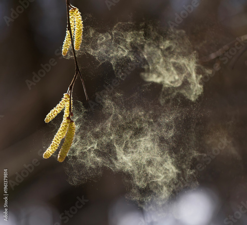 birch tree buds spray golden pollen in a sunny spring park
