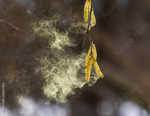 birch tree buds spray golden pollen in a sunny spring park