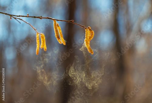 alder buds spray golden pollen in a sunny spring park