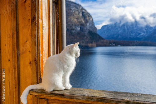 Sitting on the edge of a rustic balcony, a fluffy white cat perched on a wooden railing gazes over Lake Hallstatt and the misty, snow-kissed mountains.