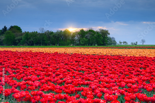 Field full of colorful tulips