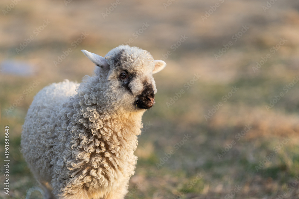 Obraz premium cute little lamb grazing on meadow