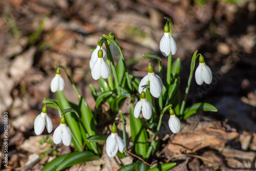 Folded Snowdrops Blooming in Kholodnyi Yar, Ukraine