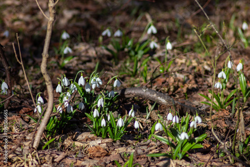 Folded Snowdrops Blooming in Kholodnyi Yar, Ukraine