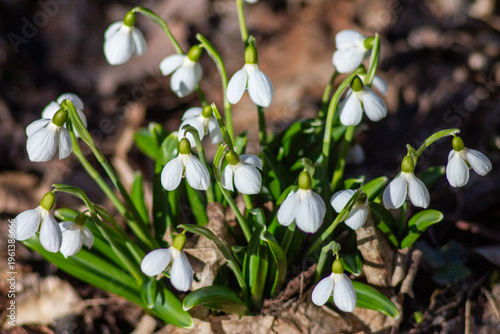 Folded Snowdrops Blooming in Kholodnyi Yar, Ukraine