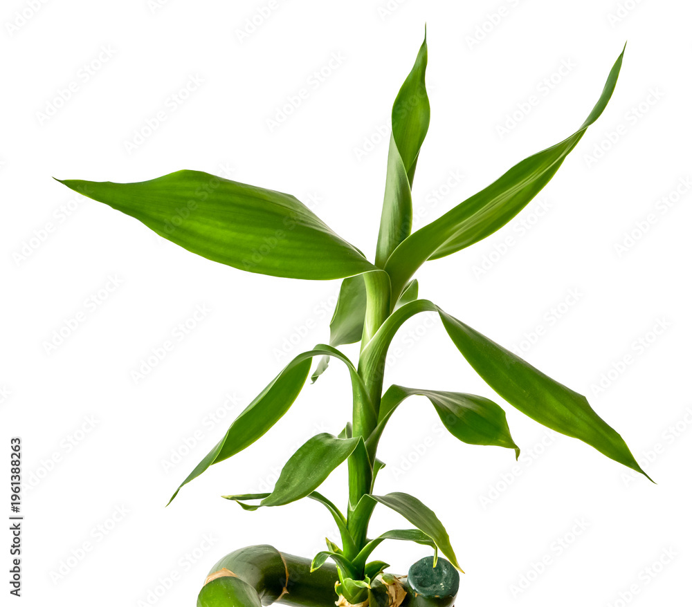 Fototapeta premium Lucky Bamboo, Dracaena Sandera, green plant isolated from background, close up