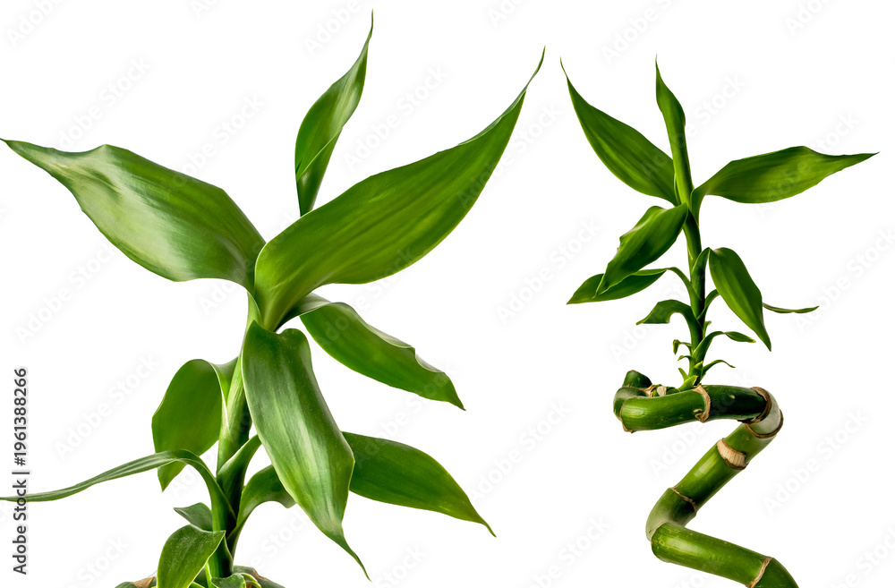 Fototapeta premium Lucky Bamboo, Dracaena Sandera, green plant isolated from background, close up