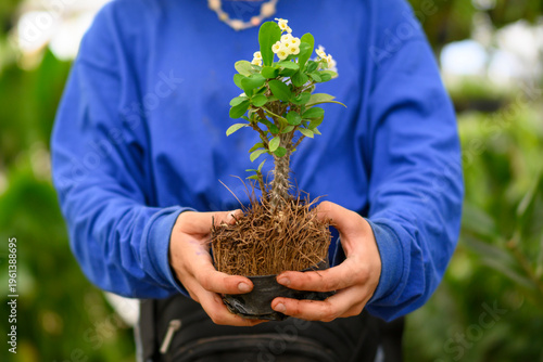 Foto Close-up of Latina Gardener Hands Holding Euphorbia Milii Sapling for Transplant