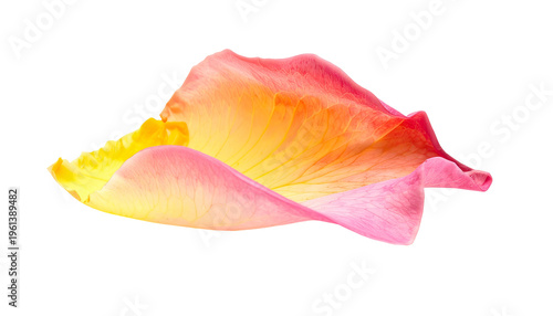 Close-up of a vibrant, gradient-colored rose petal, isolated on a black background
