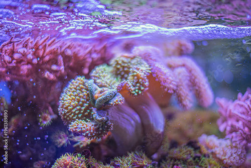 Foto Underwater coral reef, vibrant colors purple, pink, clownfish, birds-eye view, m