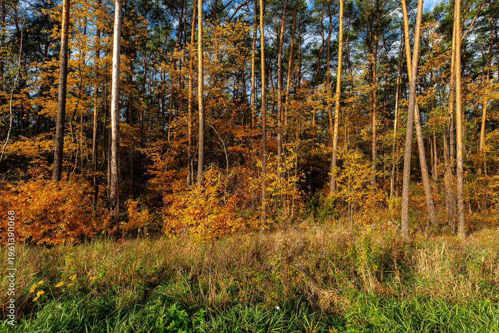 Obraz premium Poland forest vibrant autumn foliage and blue sky
