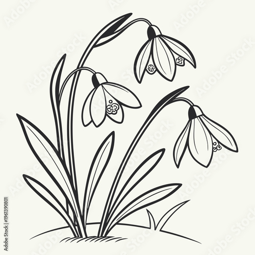 A minimalist black and white illustration of snowdrops with leaves on a cream background