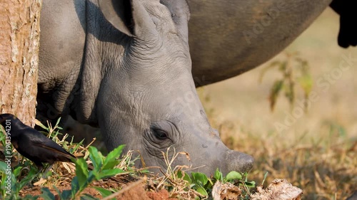 White rhinos feed peacefully at Ziwa Rhino Sanctuary in Uganda