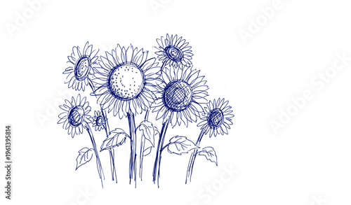 Sketch of sunflowers on light background with doodle style and ink details