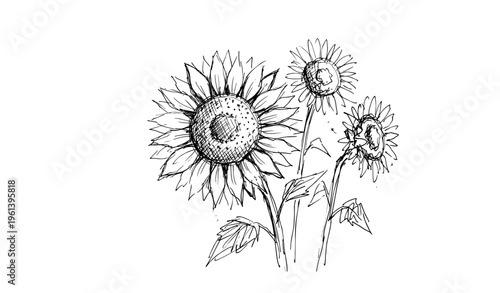 Hand-drawn sunflowers sketch with leaves in blue ink style