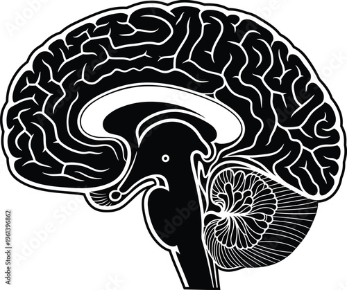 Human brain sagittal section illustration with cerebral cortex cerebellum and brainstem black and white stylized anatomical diagram for medical and science