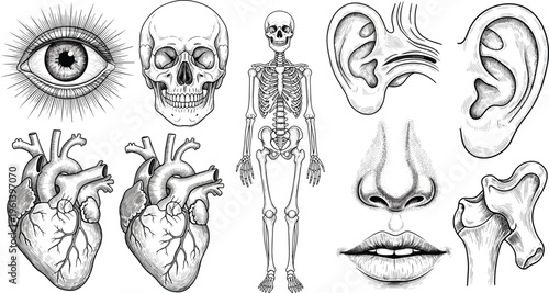 Vintage Human Anatomy Engraving Set, Skeleton Skull Heart Eye Ear Nose and Lips Sketches, Medical Illustration Vector for Scientific Graphic Design
