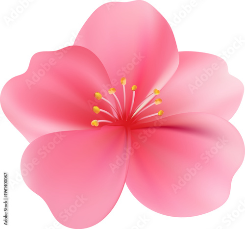 Delicate light pink sakura flower. Sakura blossom petals.