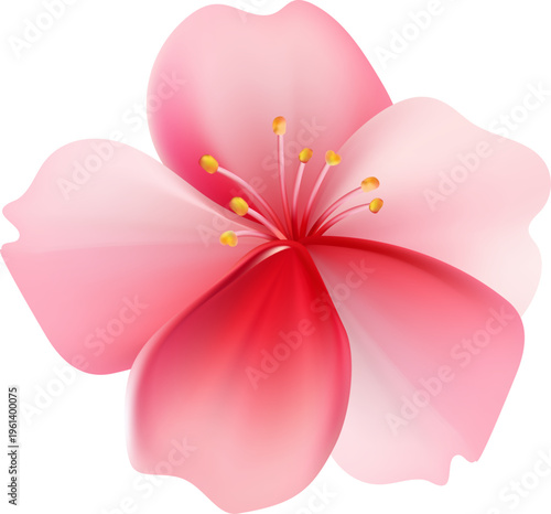 Delicate light pink sakura flower. Sakura blossom petals.