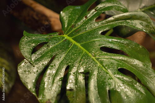 Foto macro close-up of a glossy monstera deliciosa leaf coated in dewy water droplets