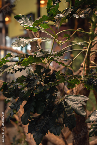 close-up of glossy tropical foliage with water droplets in a warm indoor botanical setting, deep dark-green lobed leaves and wooden branches framed by soft bokeh lights and moody natural ambiance