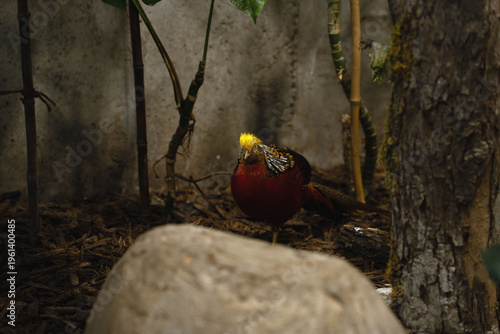 a solitary golden pheasant with a vivid yellow crest and deep red plumage standing on a leaf-strewn forest floor among bamboo stalks and a mossy tree trunk inside a dim, moody aviary enclosure