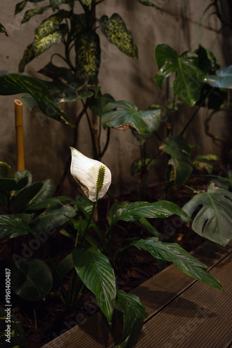 solitary white peace lily (spathiphyllum) bloom set against glossy tropical foliage in a dim indoor garden corner, moody lowlight, wet leaves, wooden decking and earthy textured backdrop, balance
