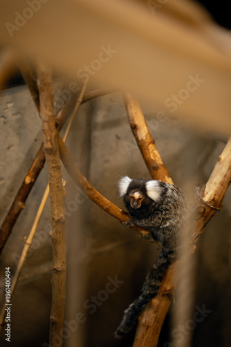 small common marmoset perched on intertwined wooden branches in a warm-toned indoor enclosure, soft golden-brown lighting, textured bark and muted concrete background conveying calm atmosphere
