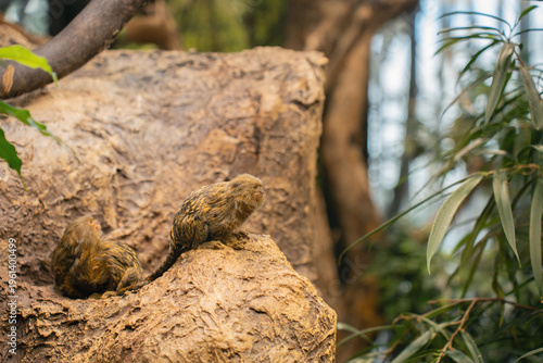 two tiny pygmy marmosets perched on rugged textured bark in a tropical zoo enclosure, golden-brown fur contrasting with lush green foliage, soft bokeh background and tranquil natural atmosphere